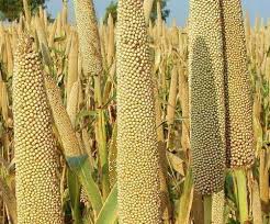 Hybrid Pearl Millet